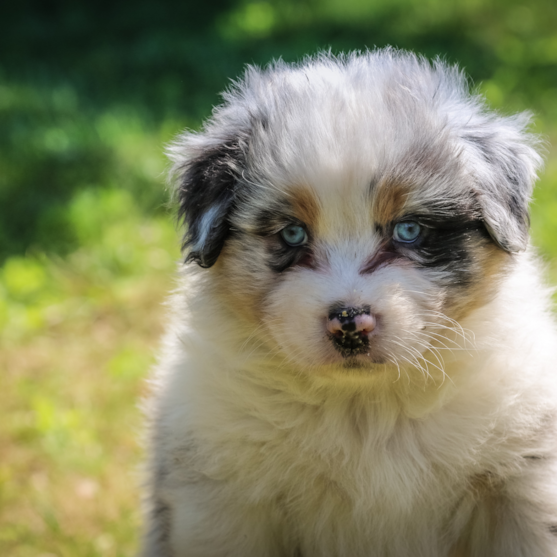mini australian shepherd mini australian shepherd puppy